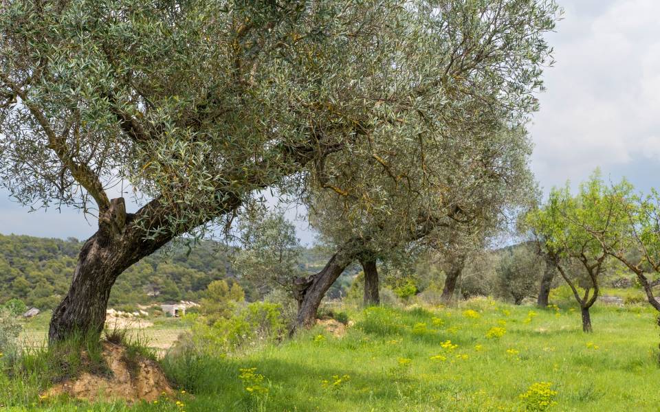 Gîtes de charme à Batea