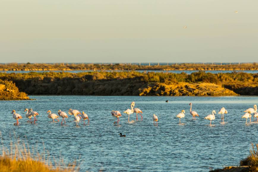 Foto: Parque Natural del Delta del Ebro