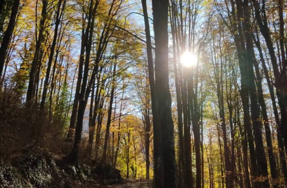 Photo : Route des Sept Fountaines et des Trois Hêtraies