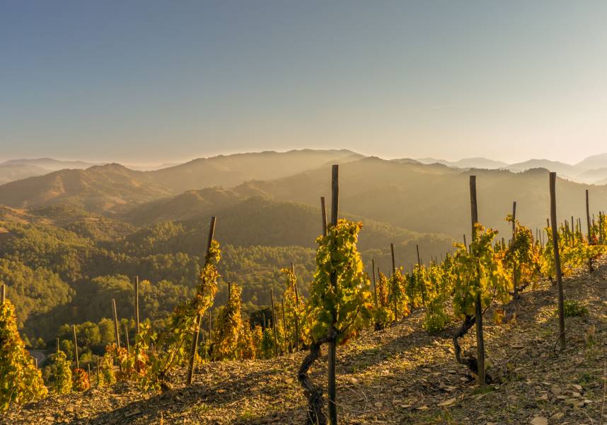 Holiday cottages in the Priorat