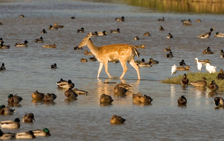 Photo: Parc Natural dels Aiguamolls de l'Empordà
