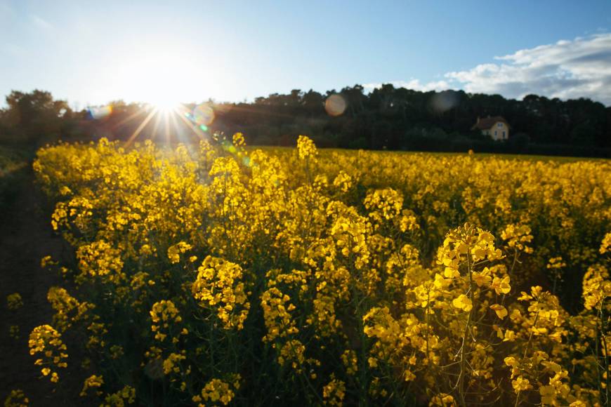 10 planes para disfrutar de la primavera cerca de Barcelona