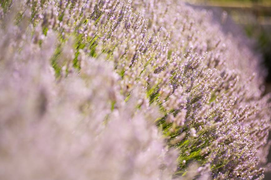 10 plantes aromatiques pour la cuisine que vous trouverez à Gérone