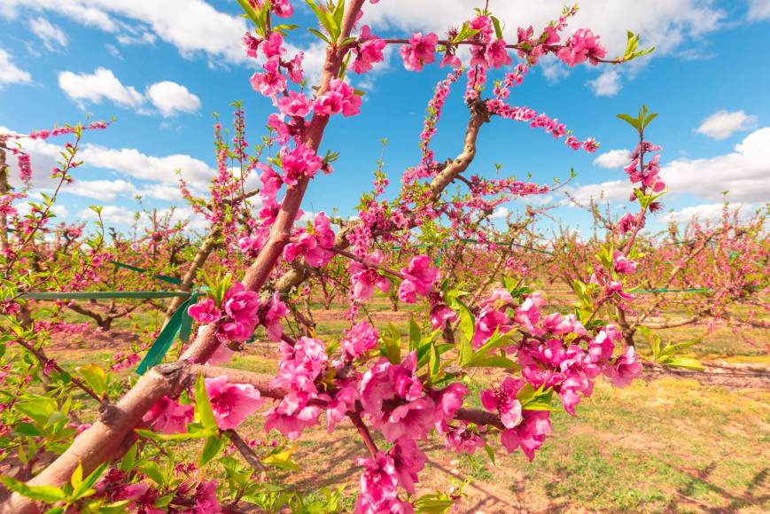 9 paisajes espectaculares para disfrutar de la primavera en Cataluña