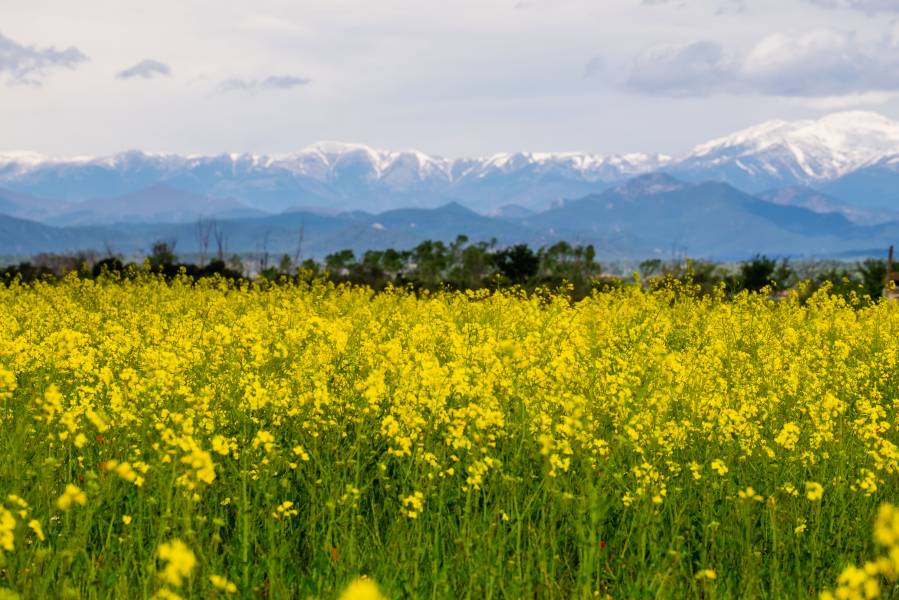 Foto: Camps de colza a l'Empordà