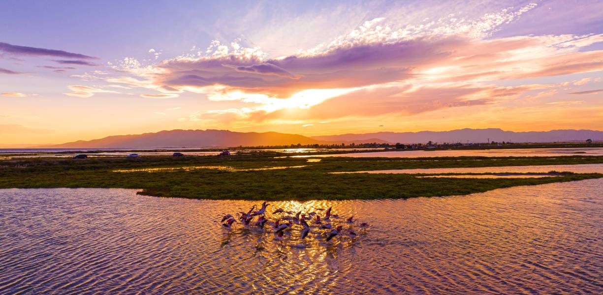 Foto: Flamencs al Delta de l'Ebre