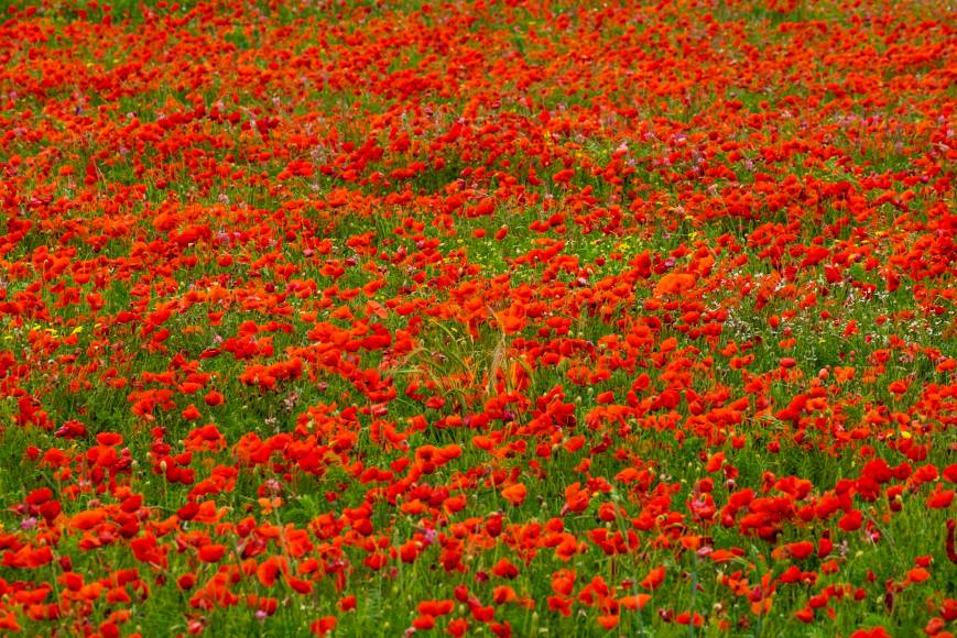 Els 5 racons més florits de Girona i la Costa Brava