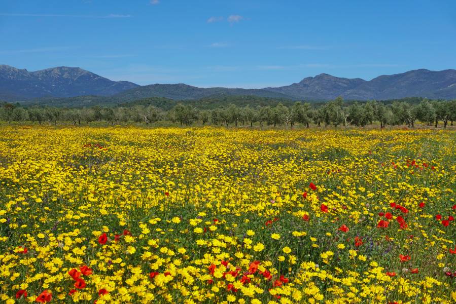 Holiday cottages in Mollet de Peralada