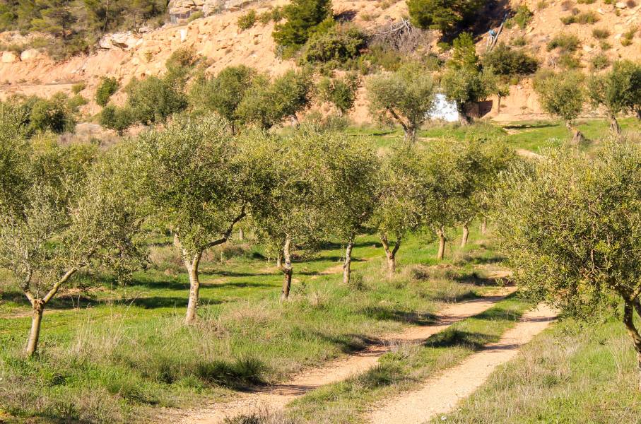 Gîtes de charme aux les Garrigues