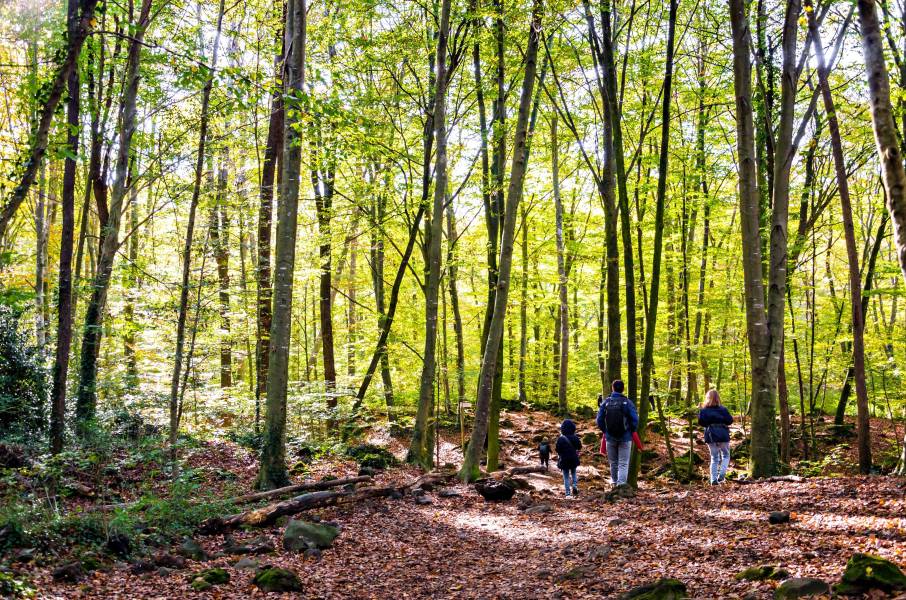 Photo : La Fageda d en Jordà