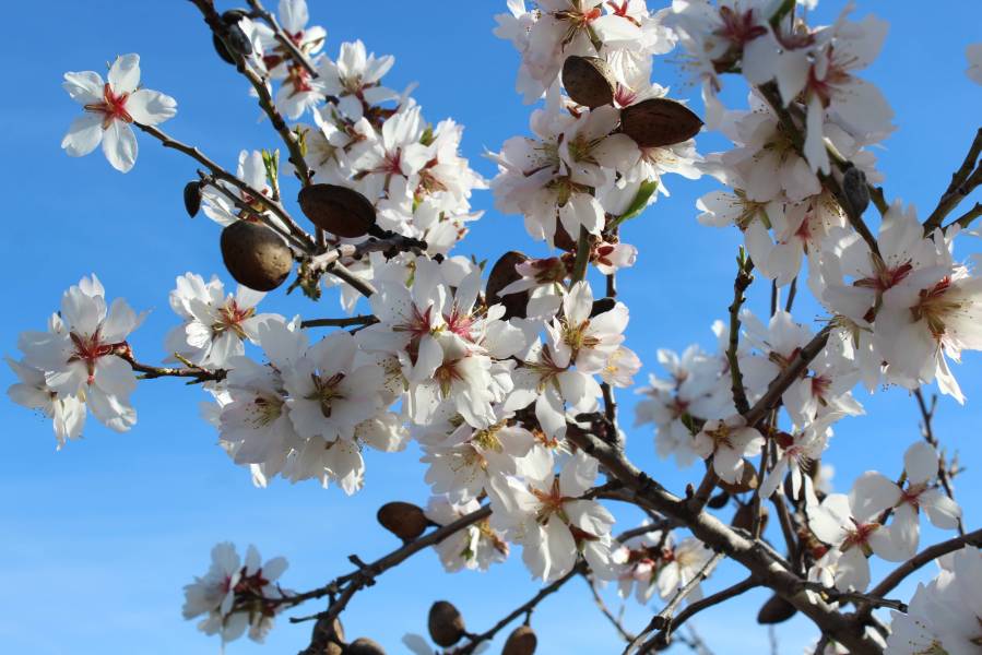 Foto: Ametllers florits