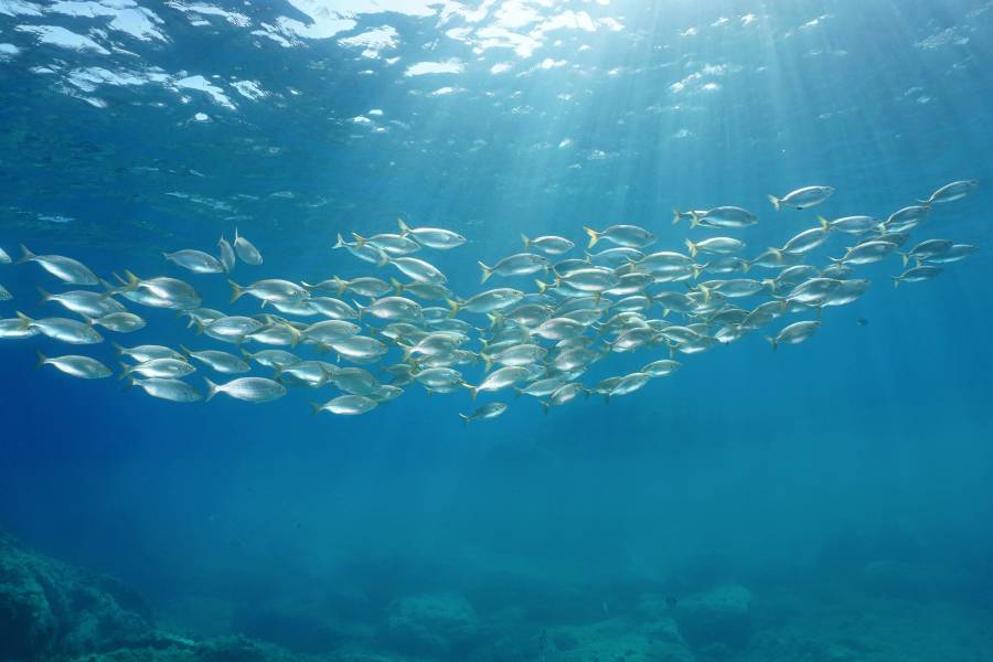 Foto: Snorkel a les Illes Formigues