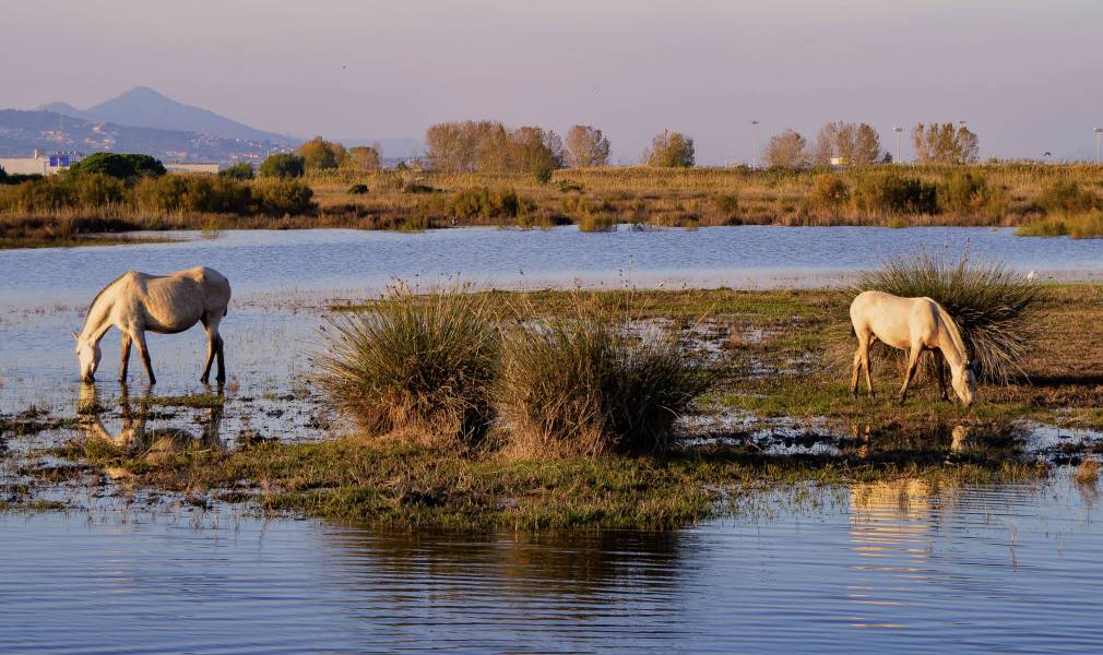 Photo : Delta du Llobregat