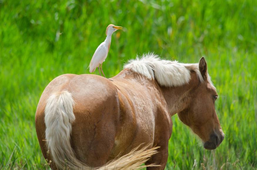 Foto: Caballo salvaje de la Isla de Buda