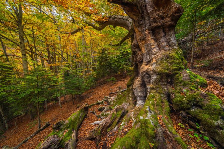 Photo: Gresolet Forest