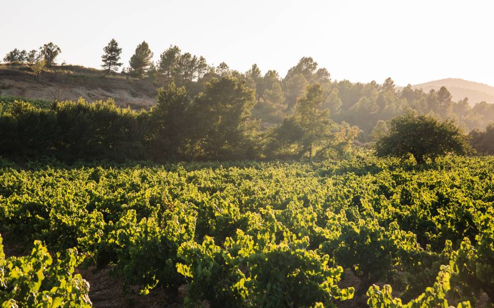 Holiday cottages in Sant Cugat Sesgarrigues