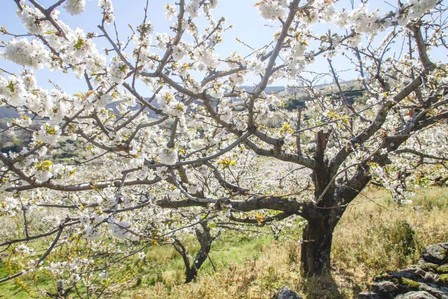 Foto: Cirerers florits a Sant Climent de Llobregat