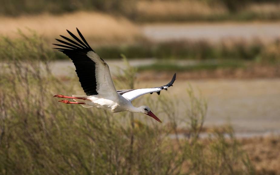 Foto: Parc Natural dels Aiguamolls de l'Empordà