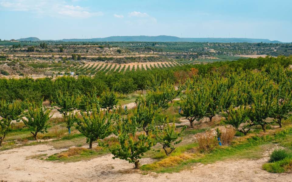 Cases rurals a Mollerussa