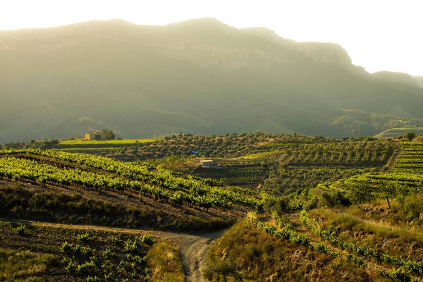 Enoturisme a Tarragona: 10 cellers imprescindibles pels amants del vi