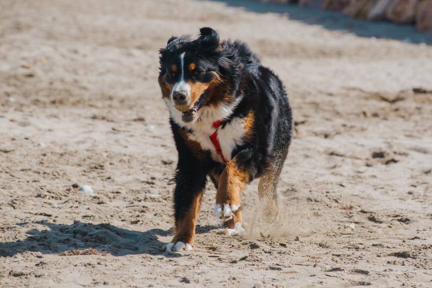 Playas donde se aceptan perros en la Costa Brava