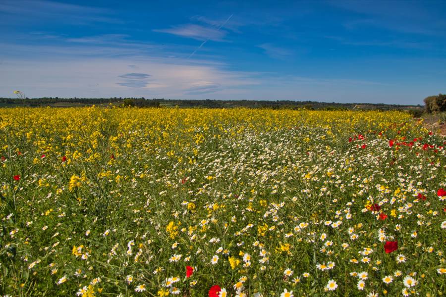 Holiday cottages Estaràs