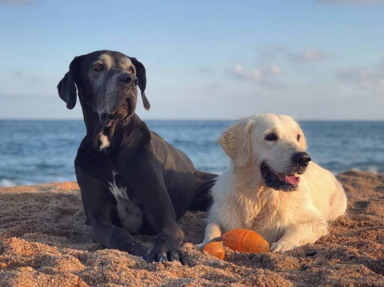 Foto: Platja de l'Horta de Santa Maria (Cambrils)