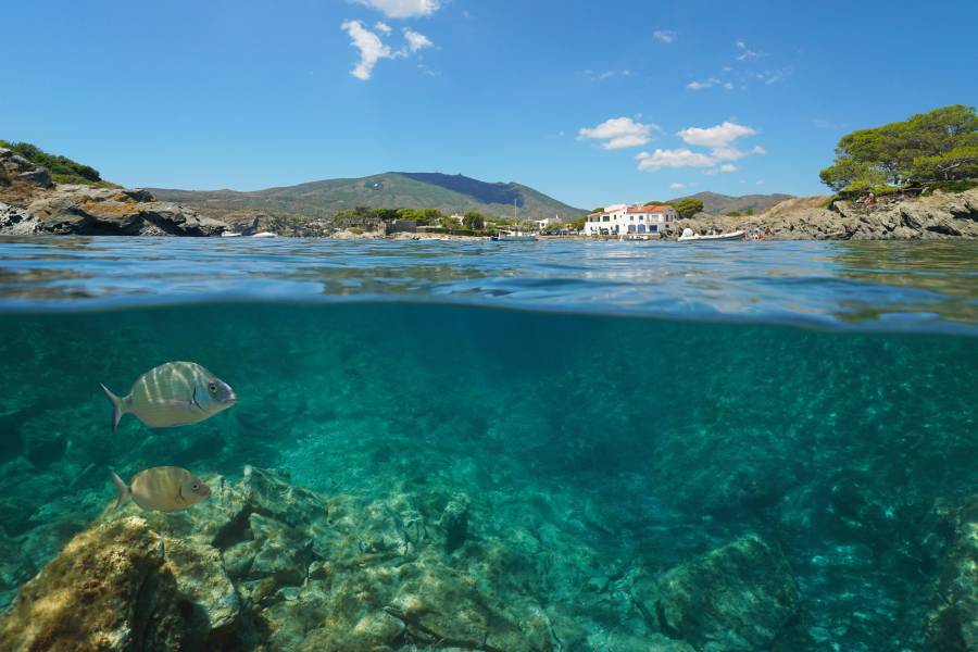 La biodiversitat del Cap de Creus