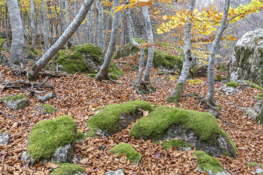 Photo: Forêt de Virós (Parc Naturel de l Alt Pirineu)