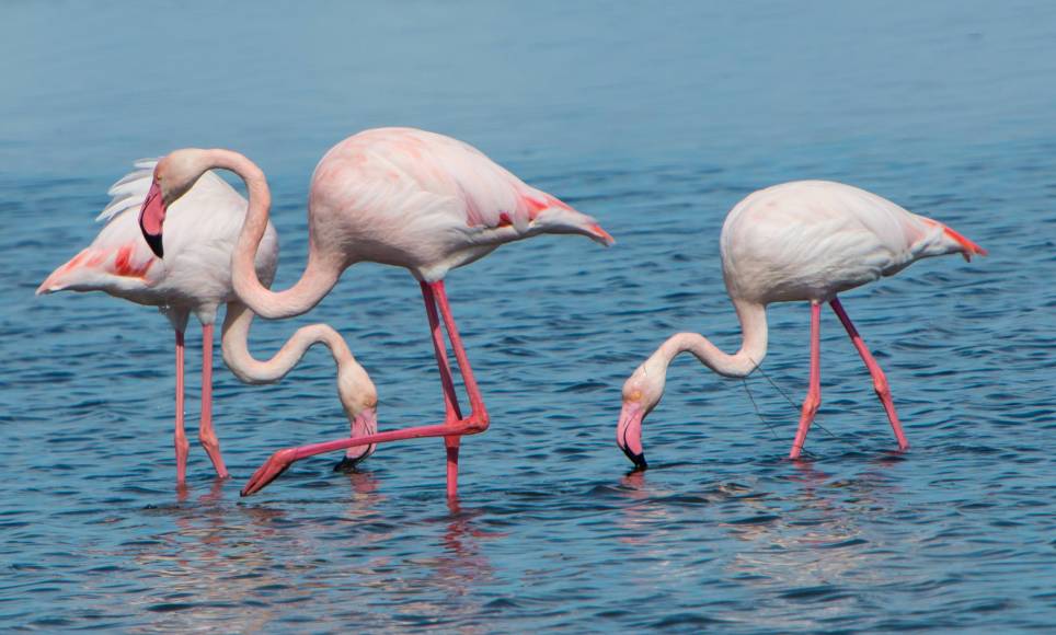 Foto: los flamencos del Delta