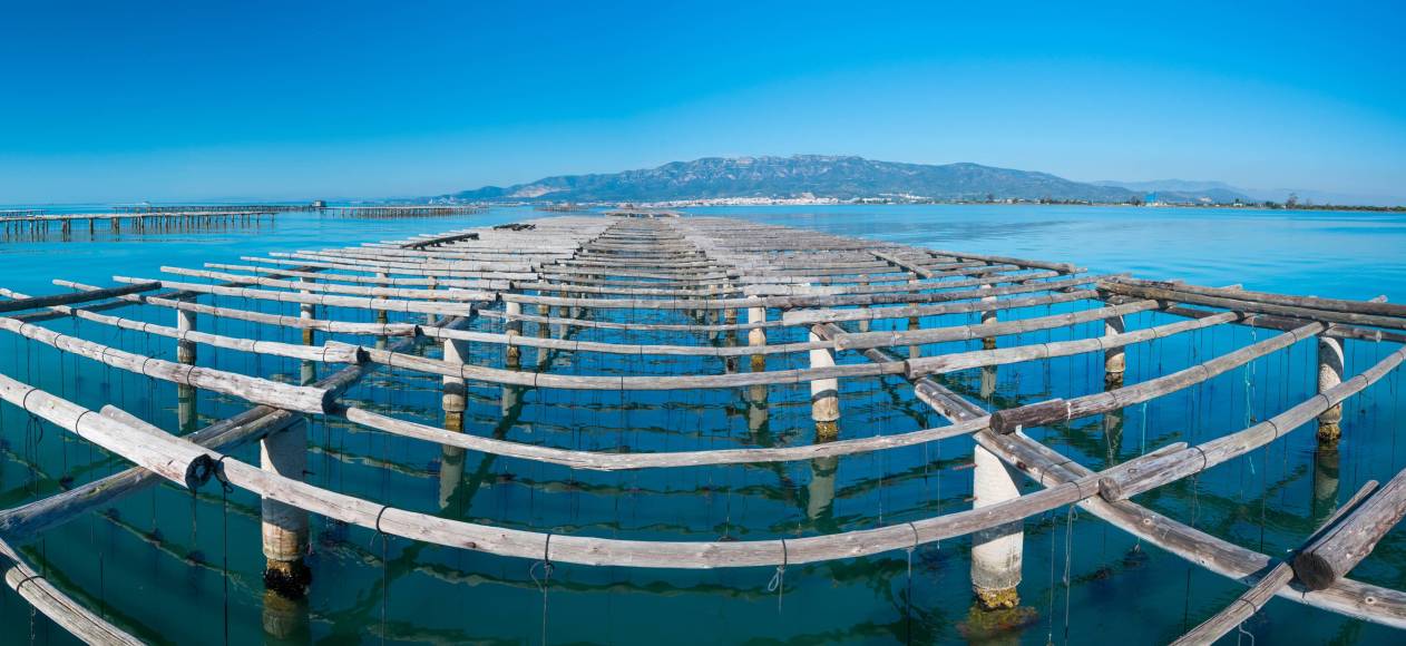 Foto: Las mejilloneras del Delta