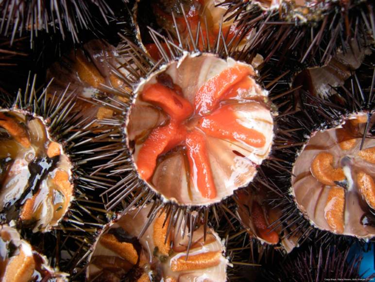Photo: campagne gastronomique La Garoinada