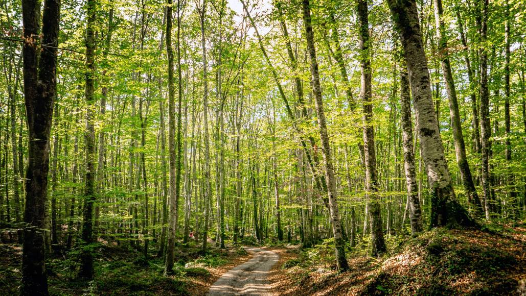 Guía práctica para descubrir la Fageda d en Jordà