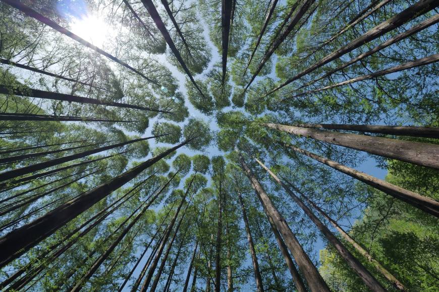 Els banys de bosc: la teràpia de la natura