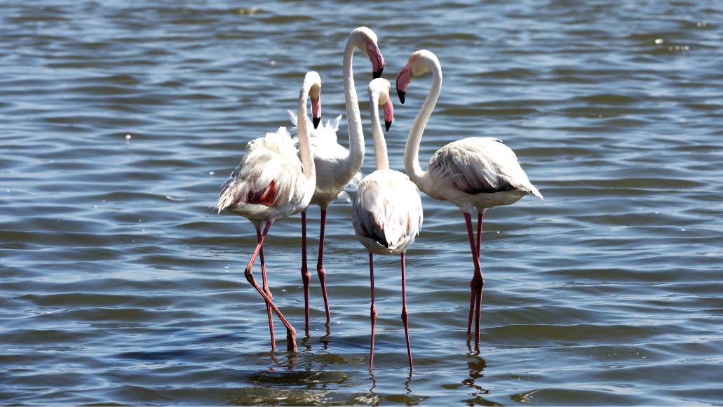 Photo: Les Basses d'en Coll