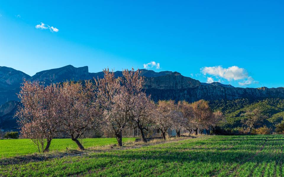 Cases rurals a Montferrer i Castellbò