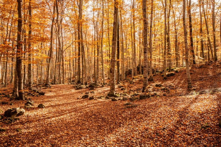 Photo : La Fageda d en Jordà en automne