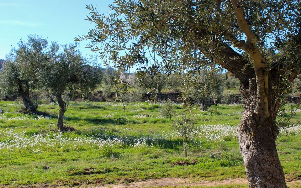 Cases rurals a Arbeca