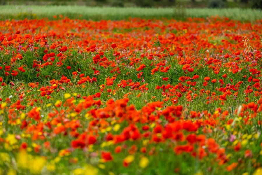 Foto: Camps de roselles