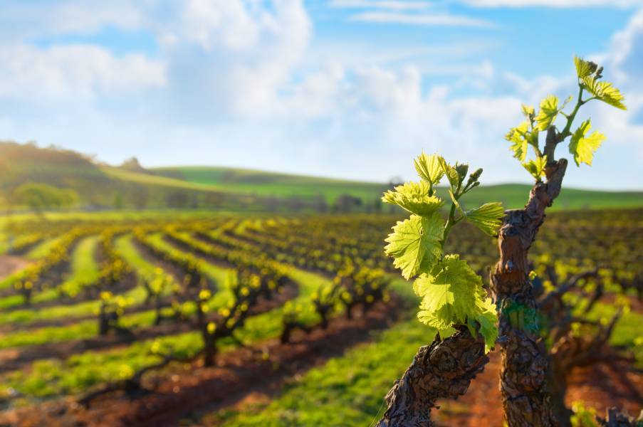 Gîtes de charme à Avinyonet de Puigventós