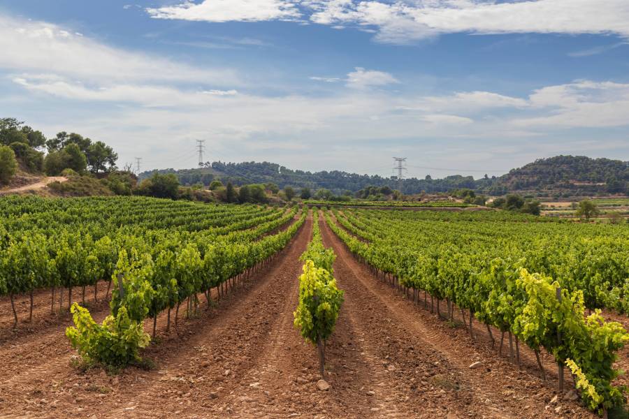 Foto: Paisatge de vinyes a la Conca de Barberà