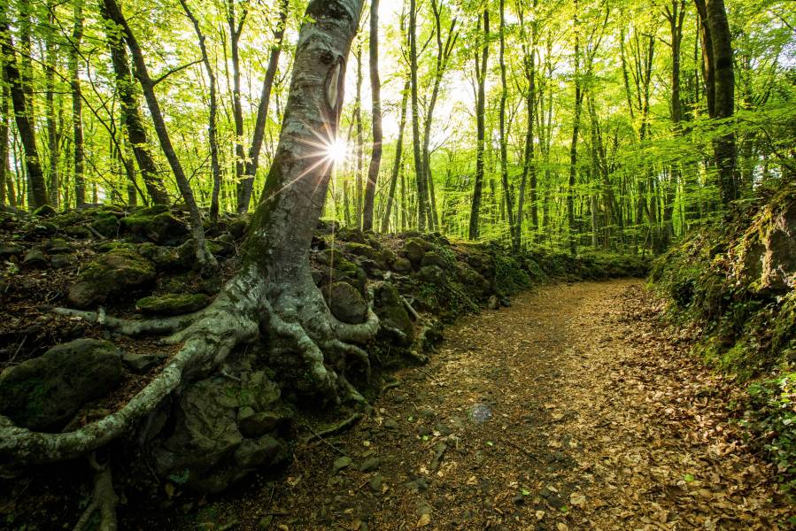 Foto: La Fageda d'en Jordà