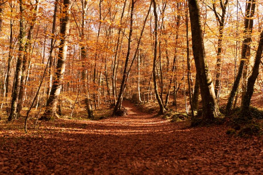 Photo : La Fageda d en Jordà