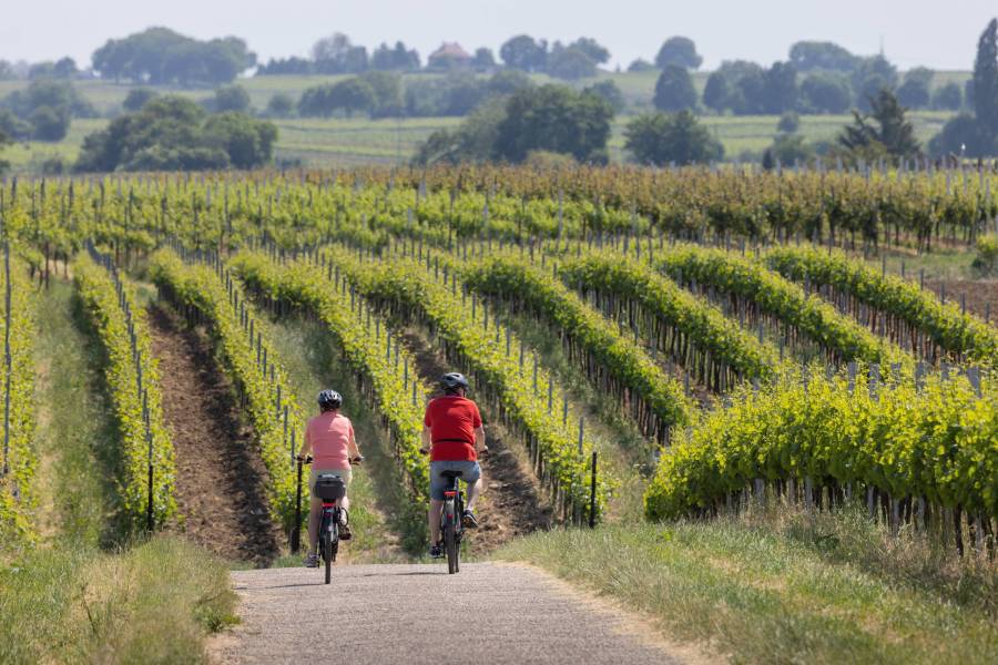 Photo : Route Penedès 360