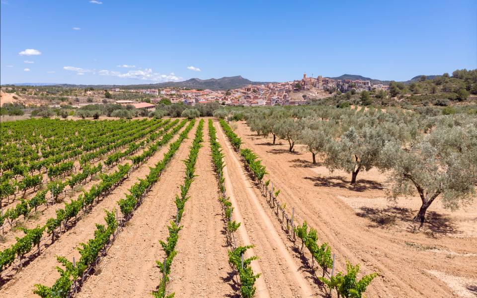 Holiday cottages in Pinell de Brai