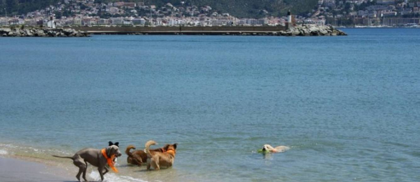 seadmitenmascotas.com