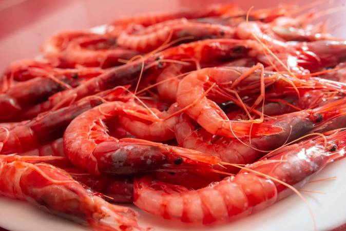 Els secrets de la Gamba de Palamós