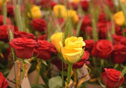 Charming houses for Sant Jordi&#39;s day