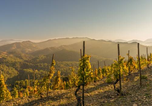 Cases rurals al Priorat