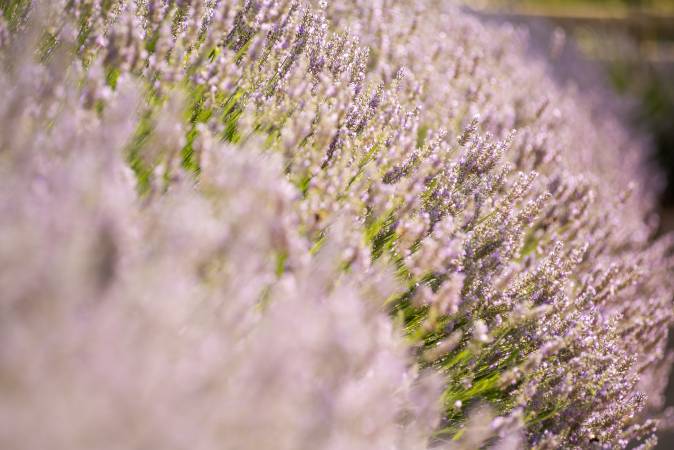 10 plantes aromàtiques per cuinar i que trobaràs a Girona